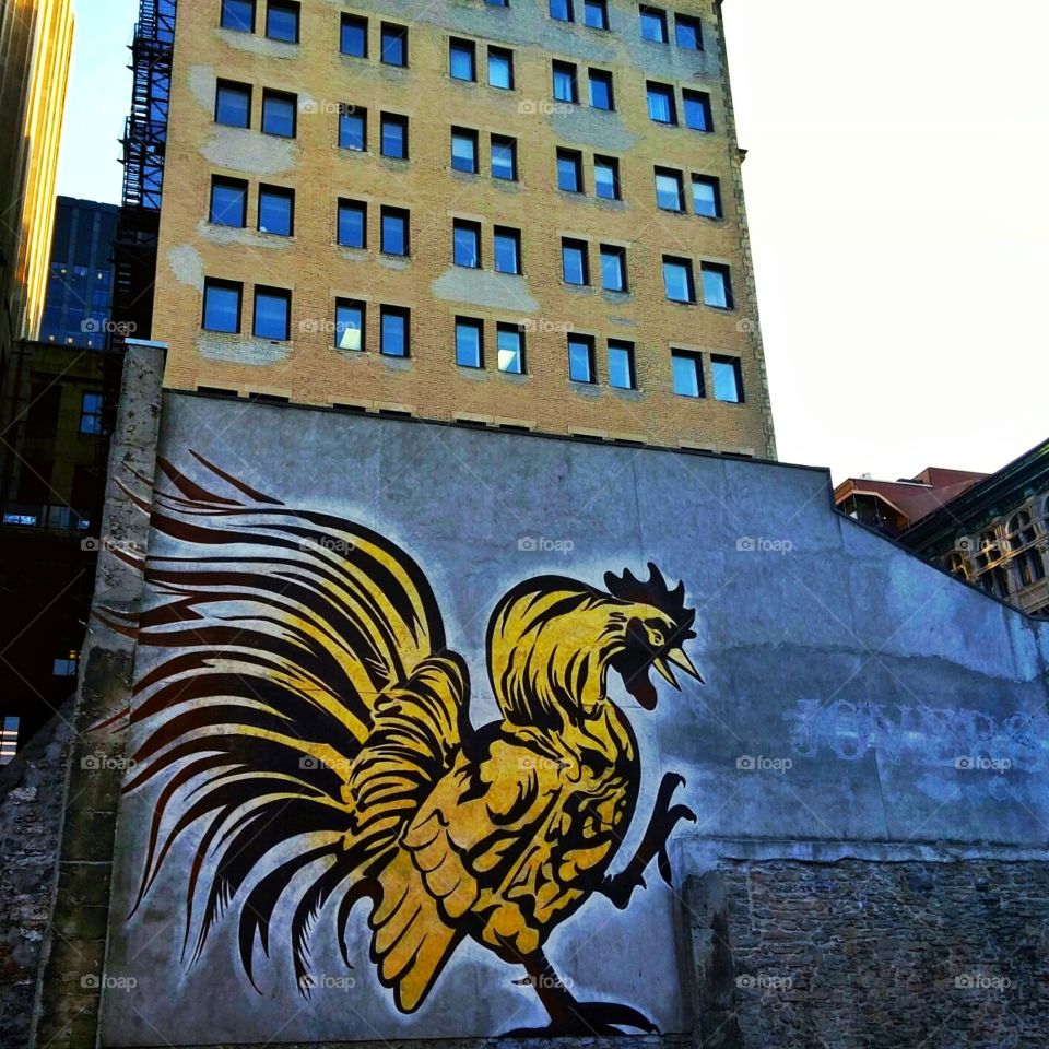 Le coq of the walk - Montreal