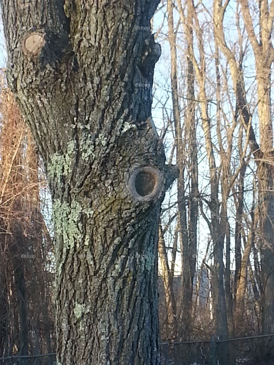 surprised tree