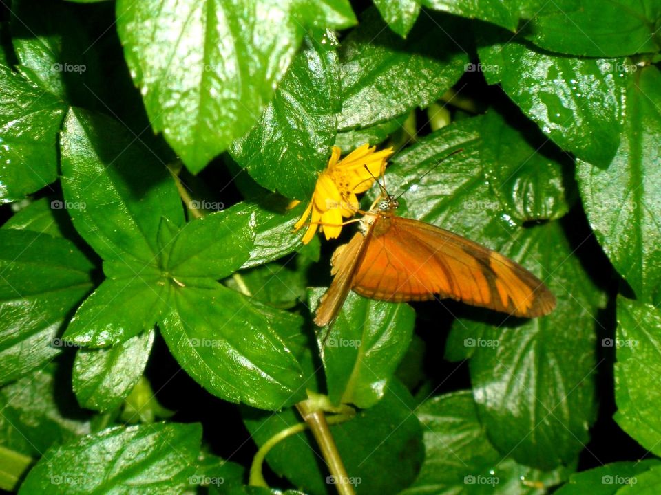 Mariposa libadora y flor