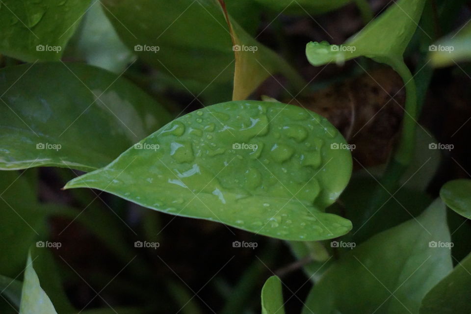 raindrops in a leaf