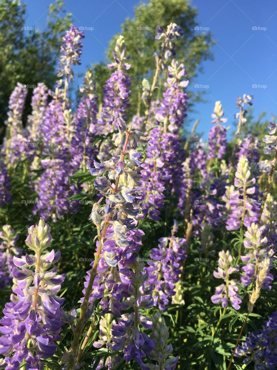 Colorado wild flowers 