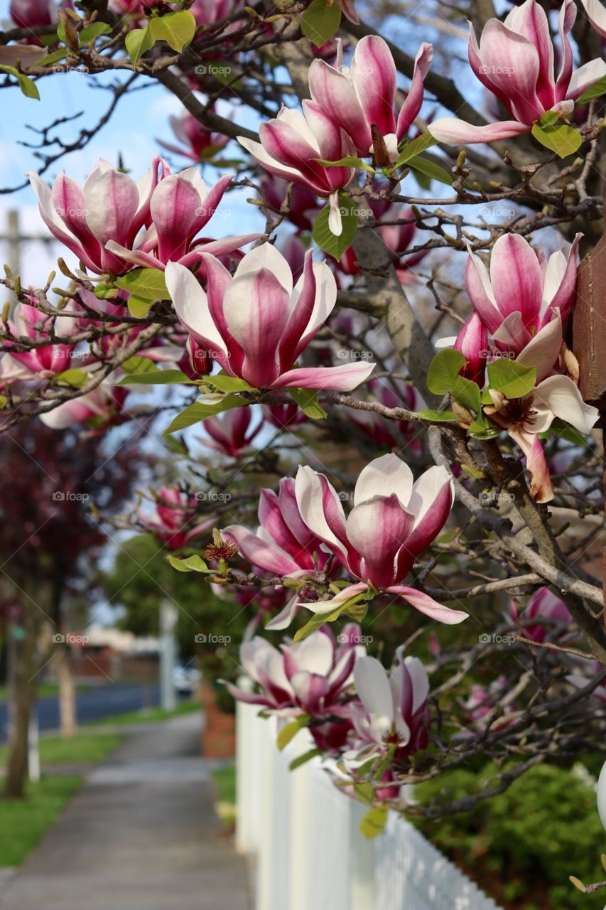 Flower, Nature, Garden, Flora, Leaf