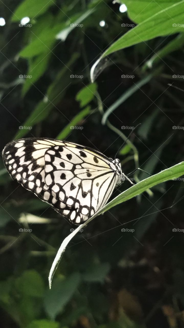 Butterflies fly away