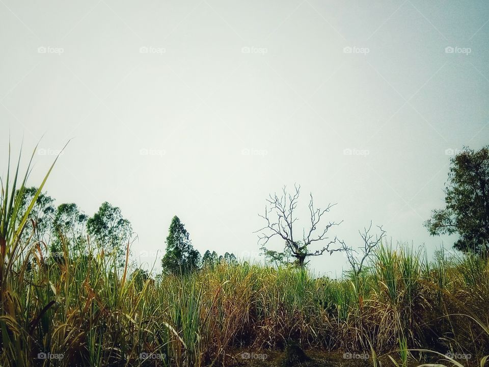 Dry, arid trees, tree, sky