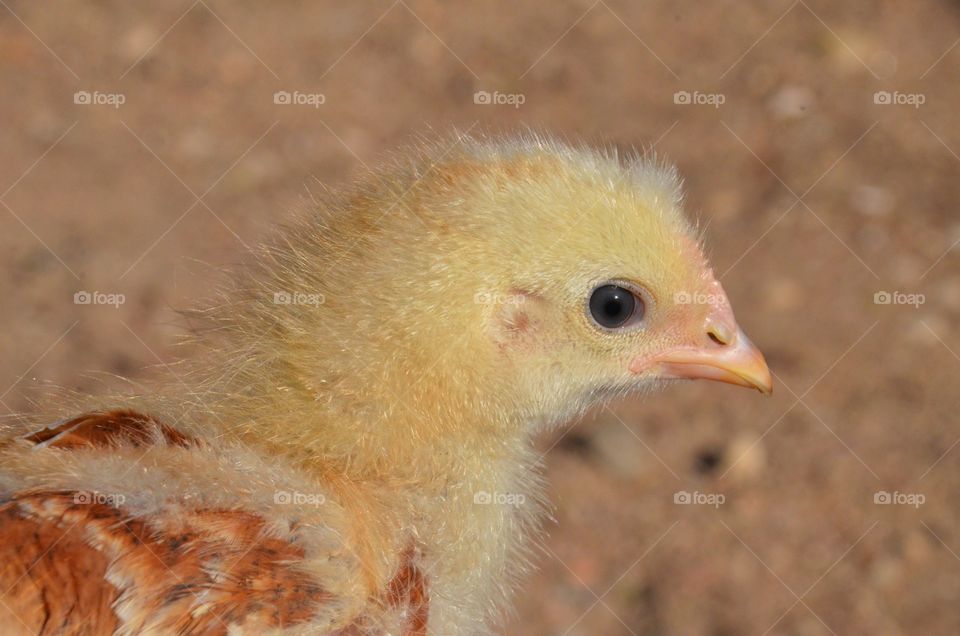 Chicken portrait