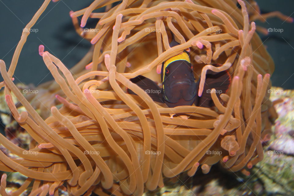 Hi there little fishy peeking your head through the sea anemones 