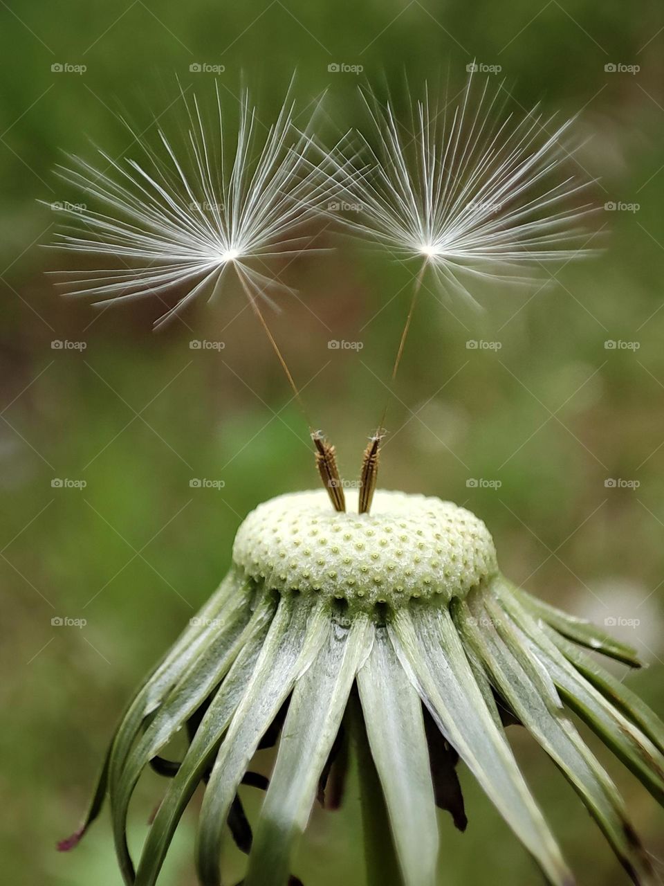 Dandelion