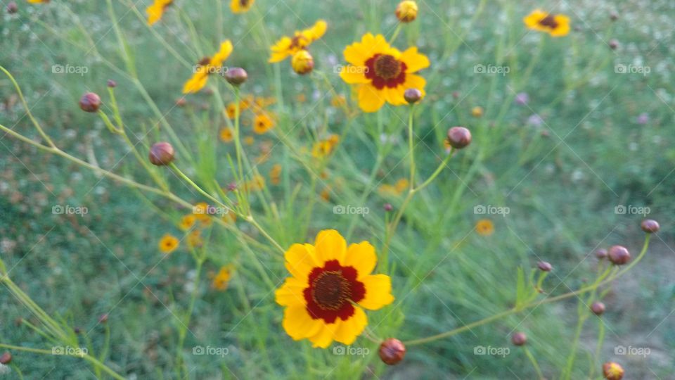 flowers glowing