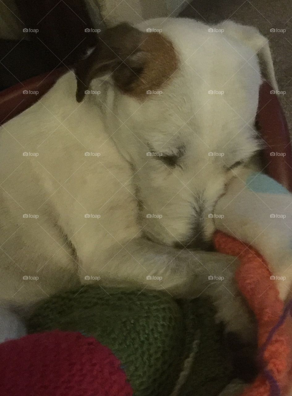 Sleeping jack Russell Terrier 