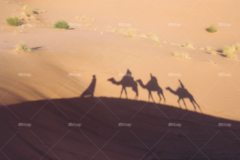 Shadow of camels in desert