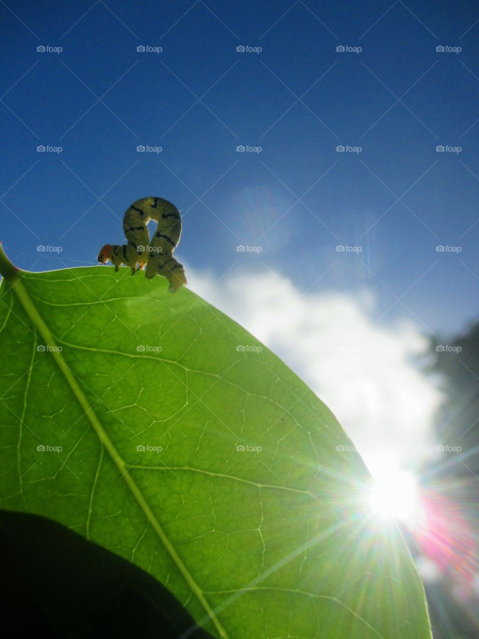Caterpillar on leaf