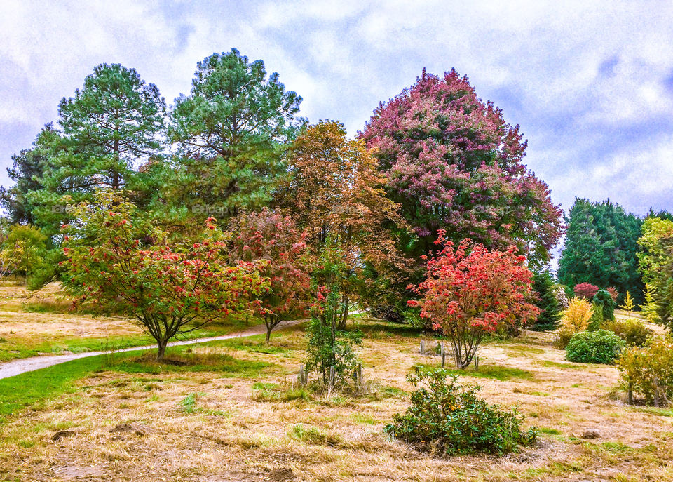 A collection of trees in autumnal hues, within Bedgebury Pinetum forest