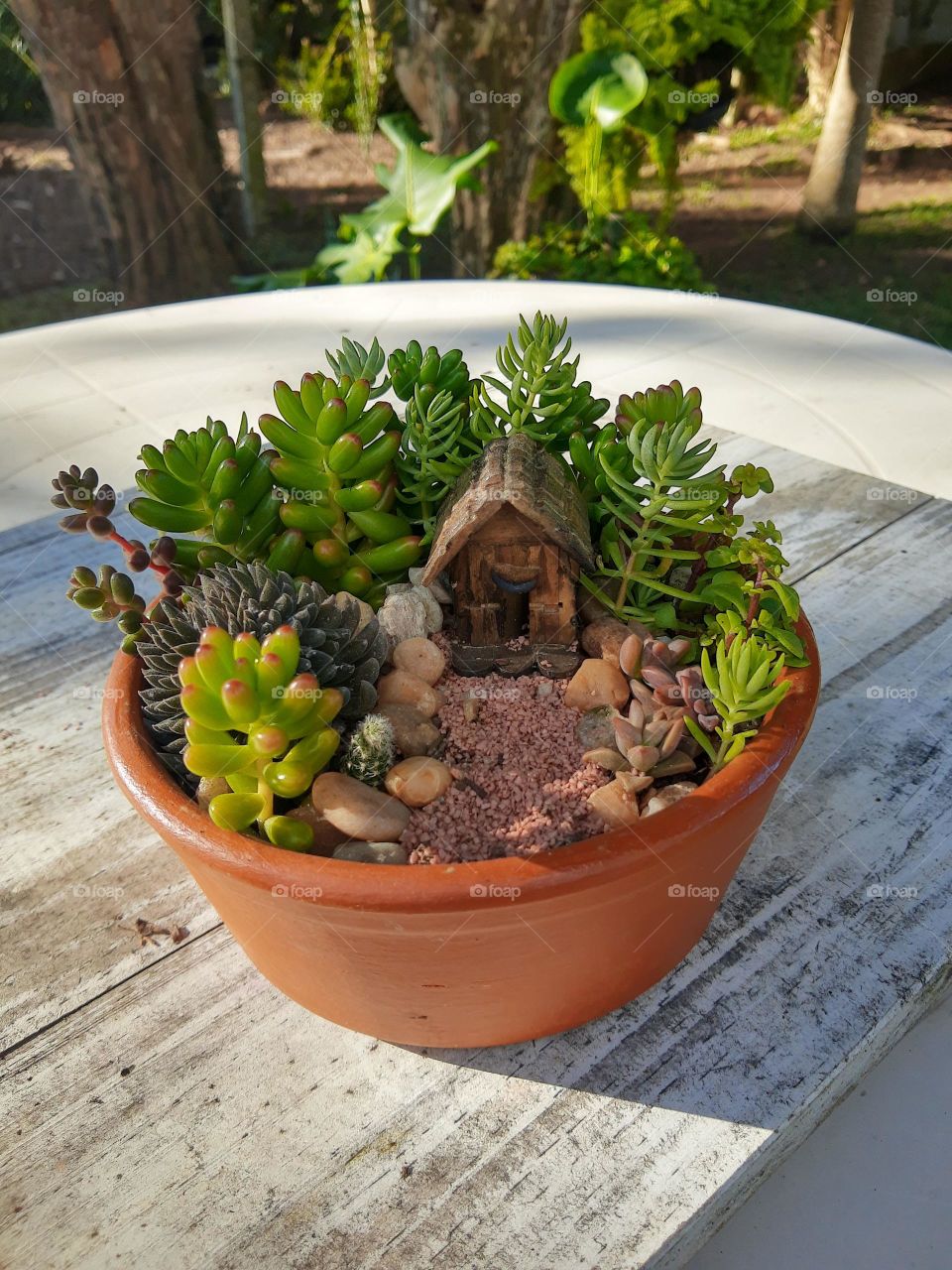 house of succulents