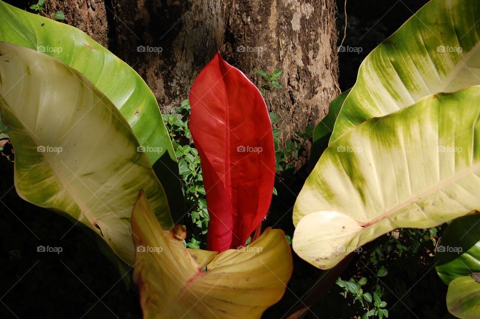 Red leaf on plant