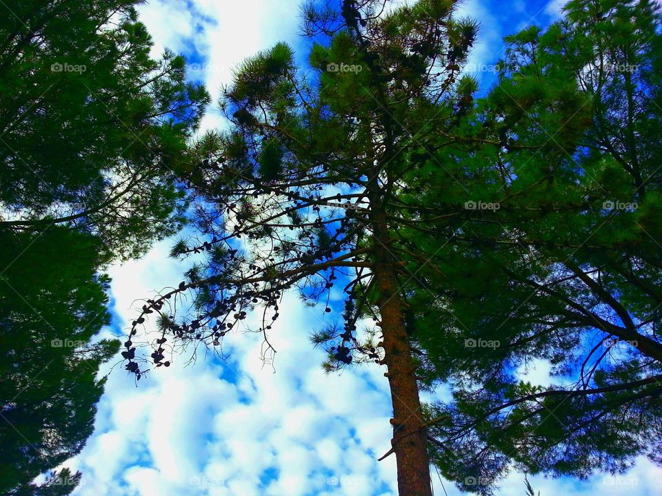 Hello
Please like my pictures and follow me
Thank you
Tree clouds green