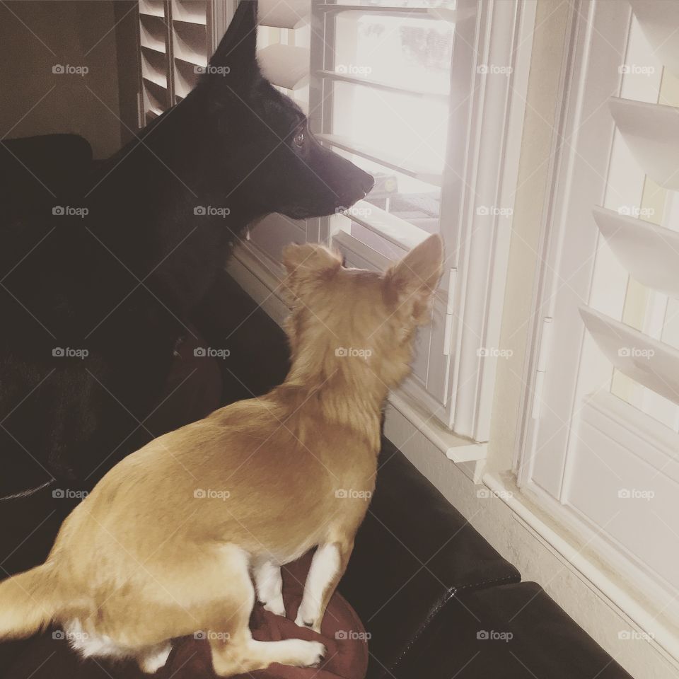 Ball. Waiting to go play