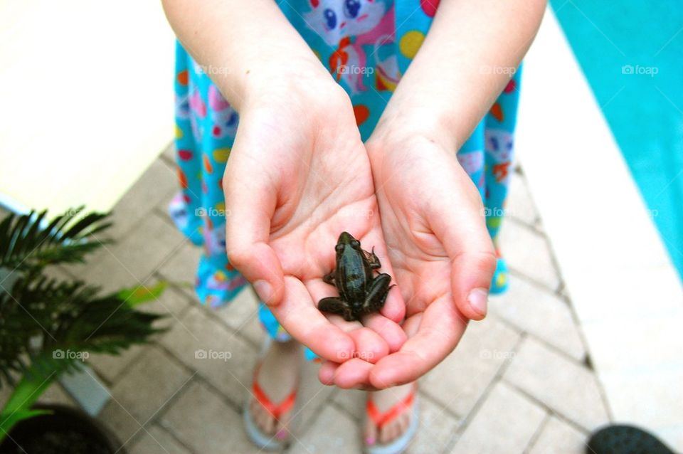 Baby frog in child's hands