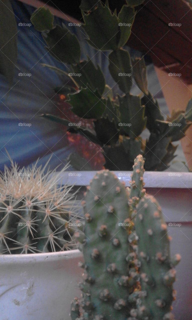 kaktus in house
