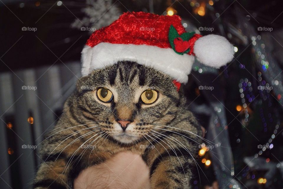 A cat Christmas