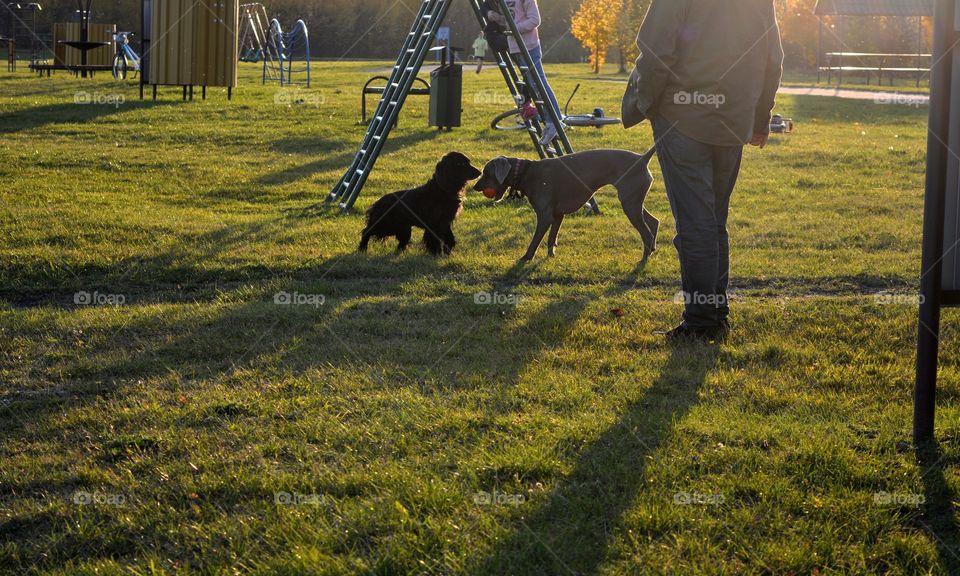 people walking with dogs pets green grass background in the sunset light