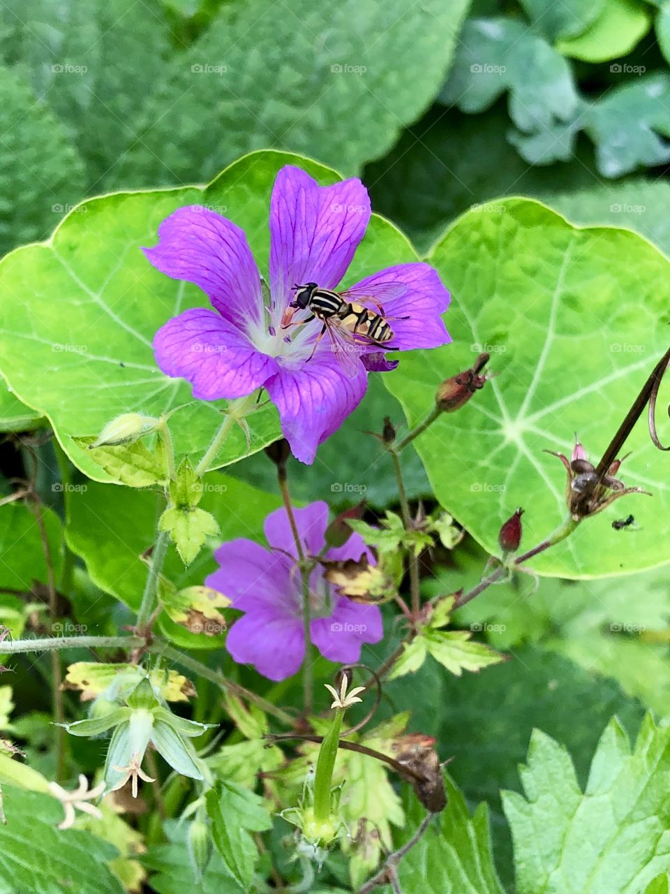 Yellow jacket wasp on purple flower