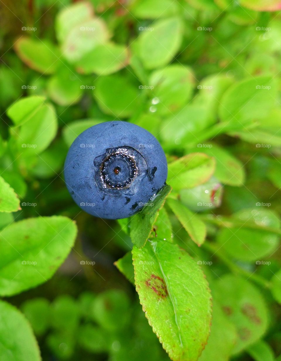 Single blueberry