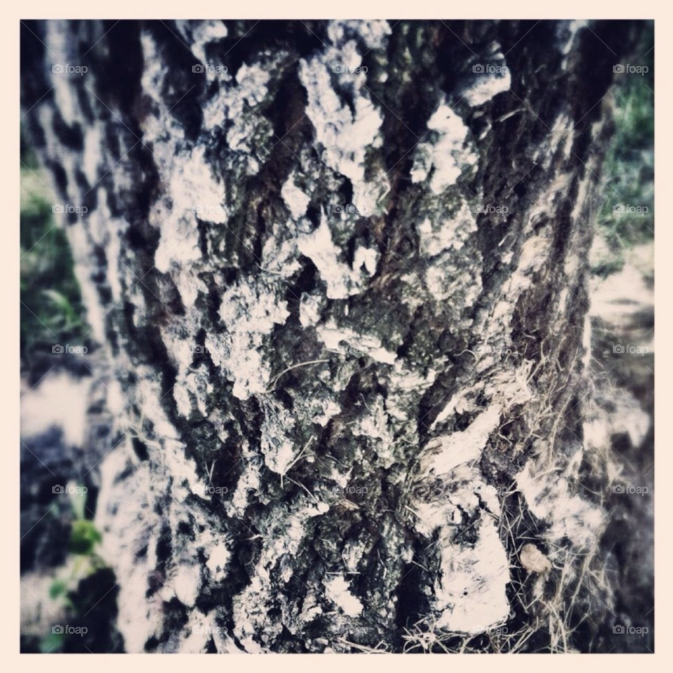 tree bark by blaqrayne
