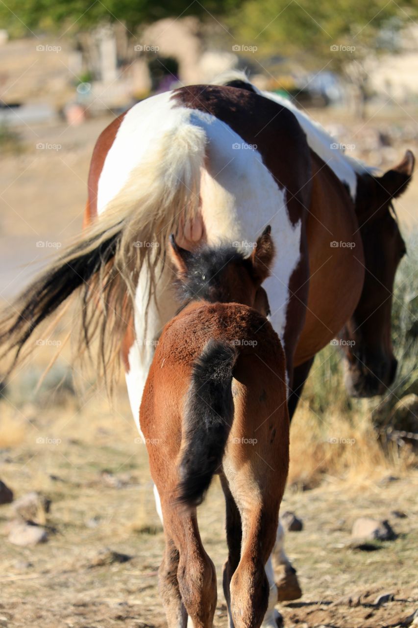 A three week old wild mustang foal colt follows it mother, a mustang Paint Pinto horse 