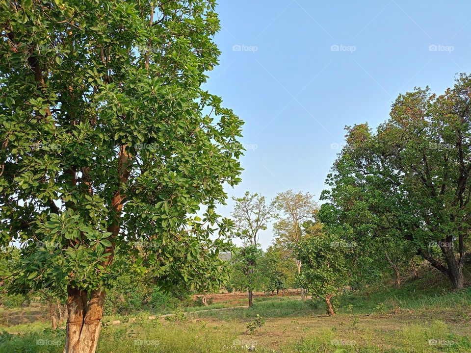 nature image of beauty heart beats nature wow 😯what a sight this is nature