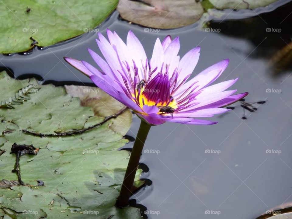water lily