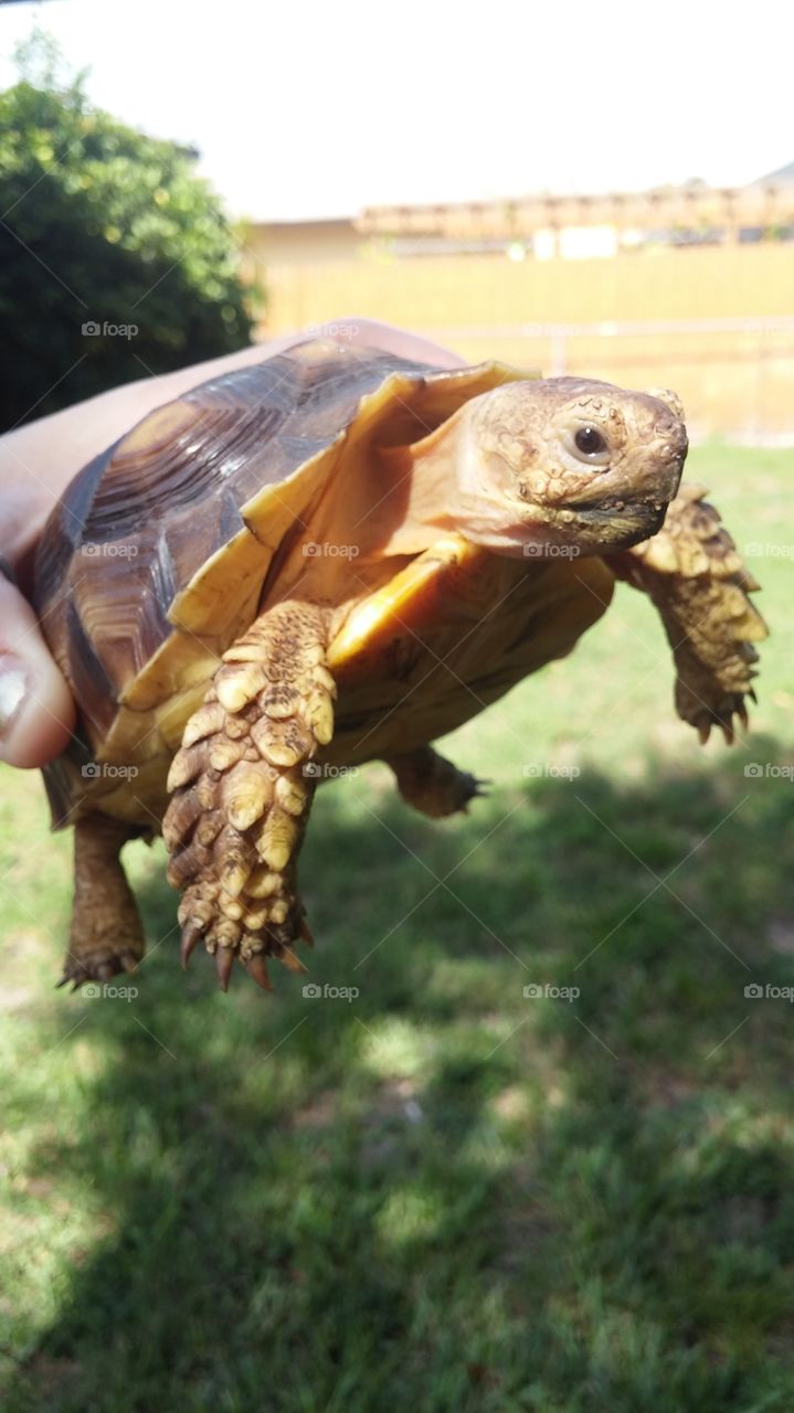 Harold the tortoise