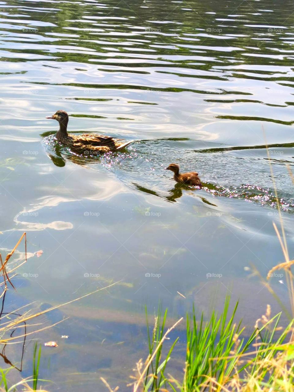 Summer life.  Little duck runs in the water after mom duck