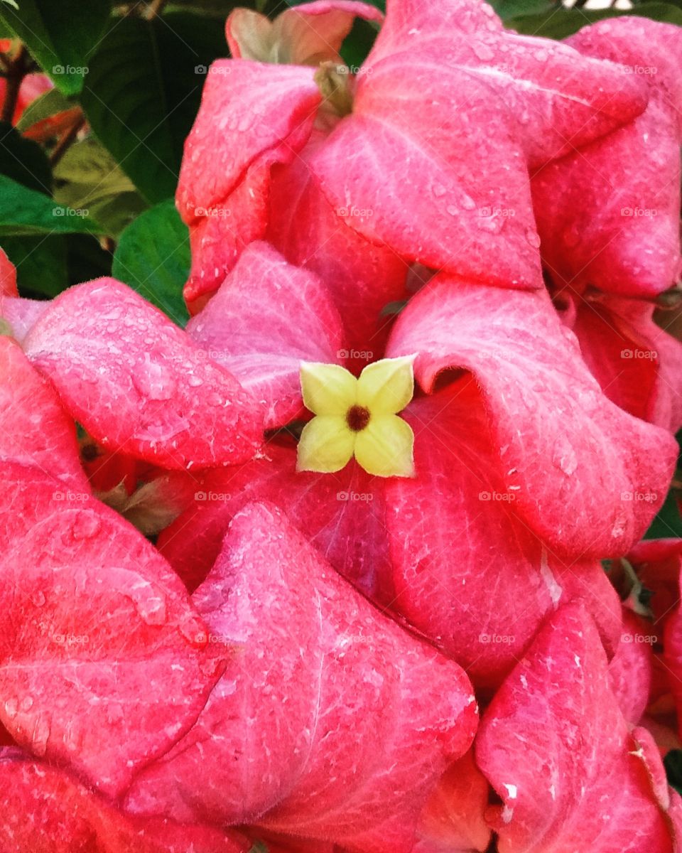 #Flores do nosso jardim, embelezando e inspirando a 5a feira!
🌸
#natureza #inspiração #flowers #jardim #beleza