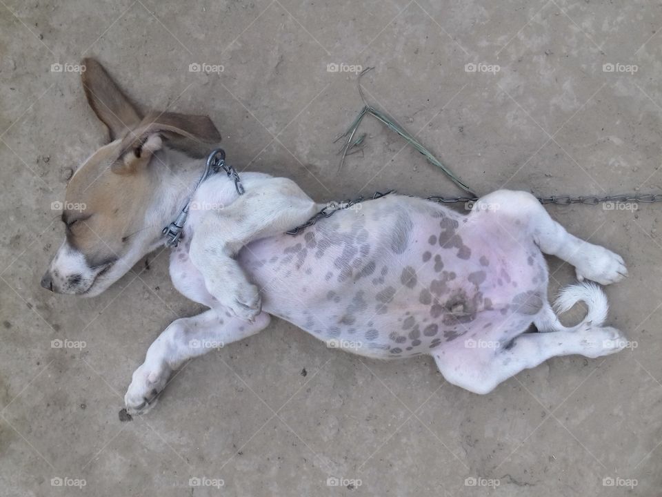 Beautiful dog puppy sleeping in morning mood without anybody caring.