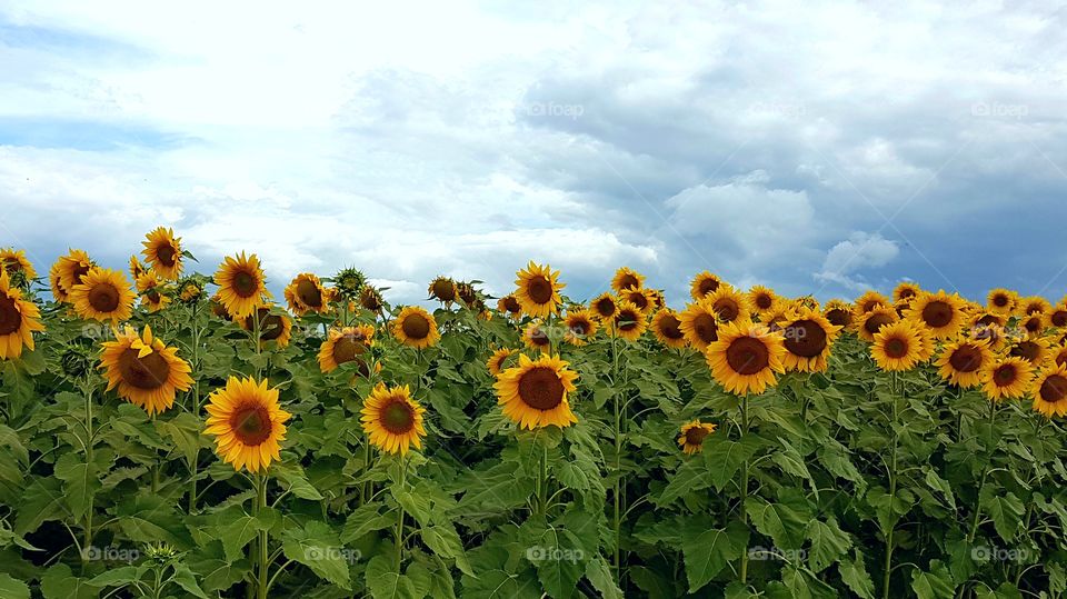 sunflower