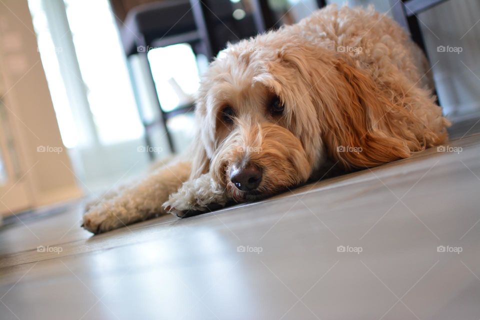 Our Golden Doodle taking it easy 