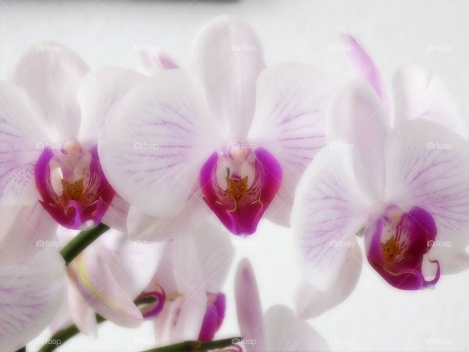 Orchidee
