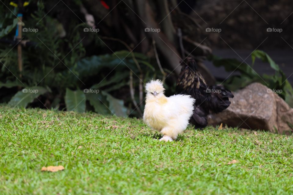 Chicken in the zoo at Thailand 