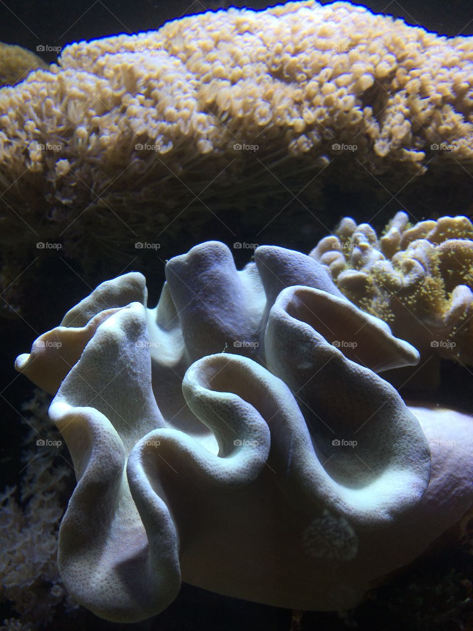 Coral