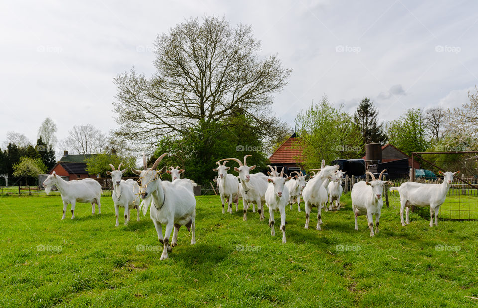 Goats walk in the pasture. Photo taken in Zevenhuizen, Netherlands.