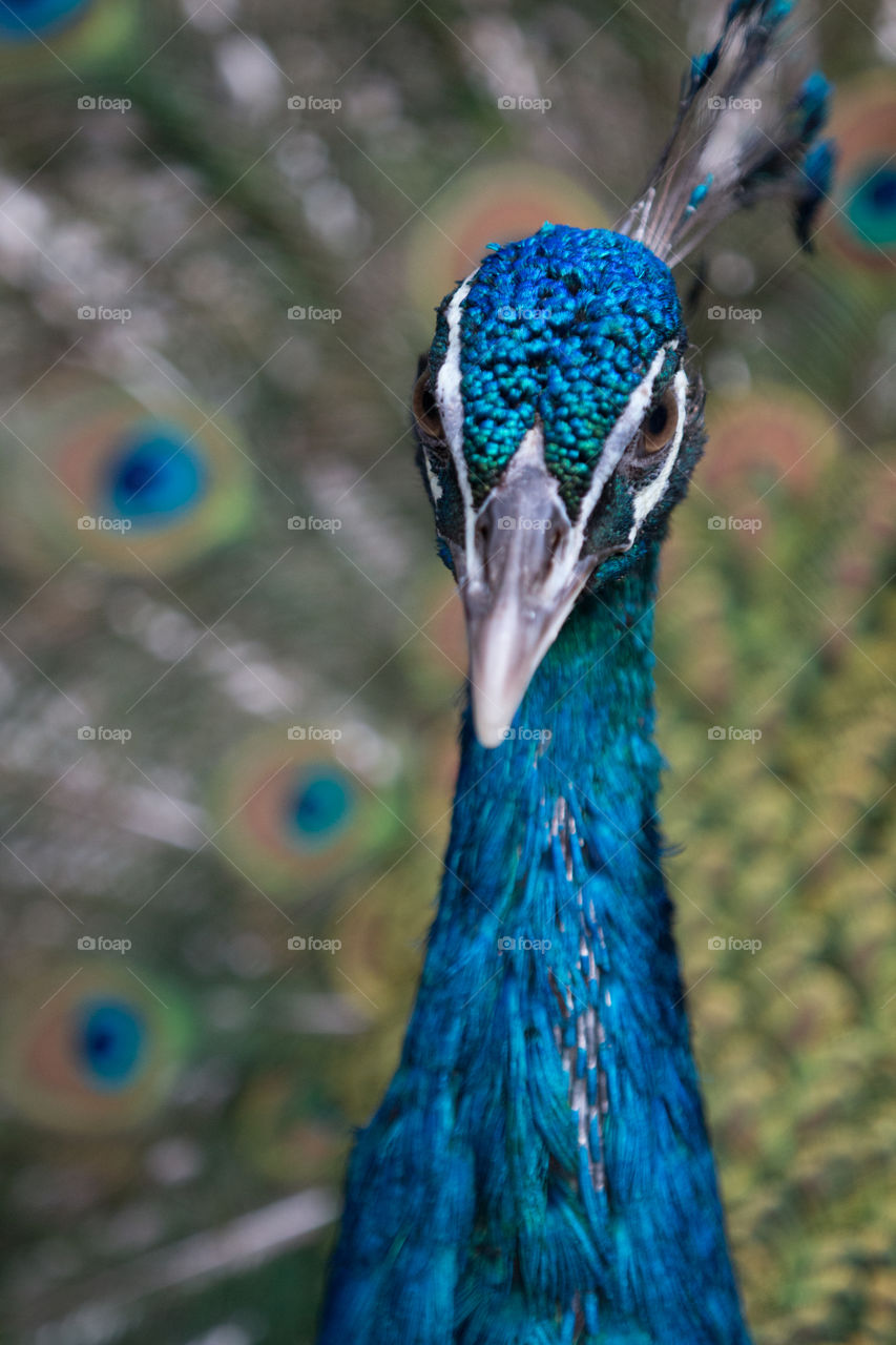 Peacock, Bird, Peafowl, Feather, Dancing