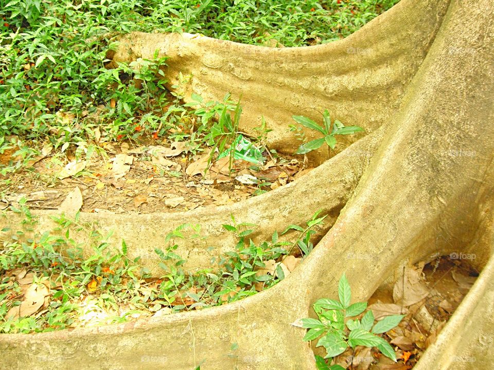 Tree root