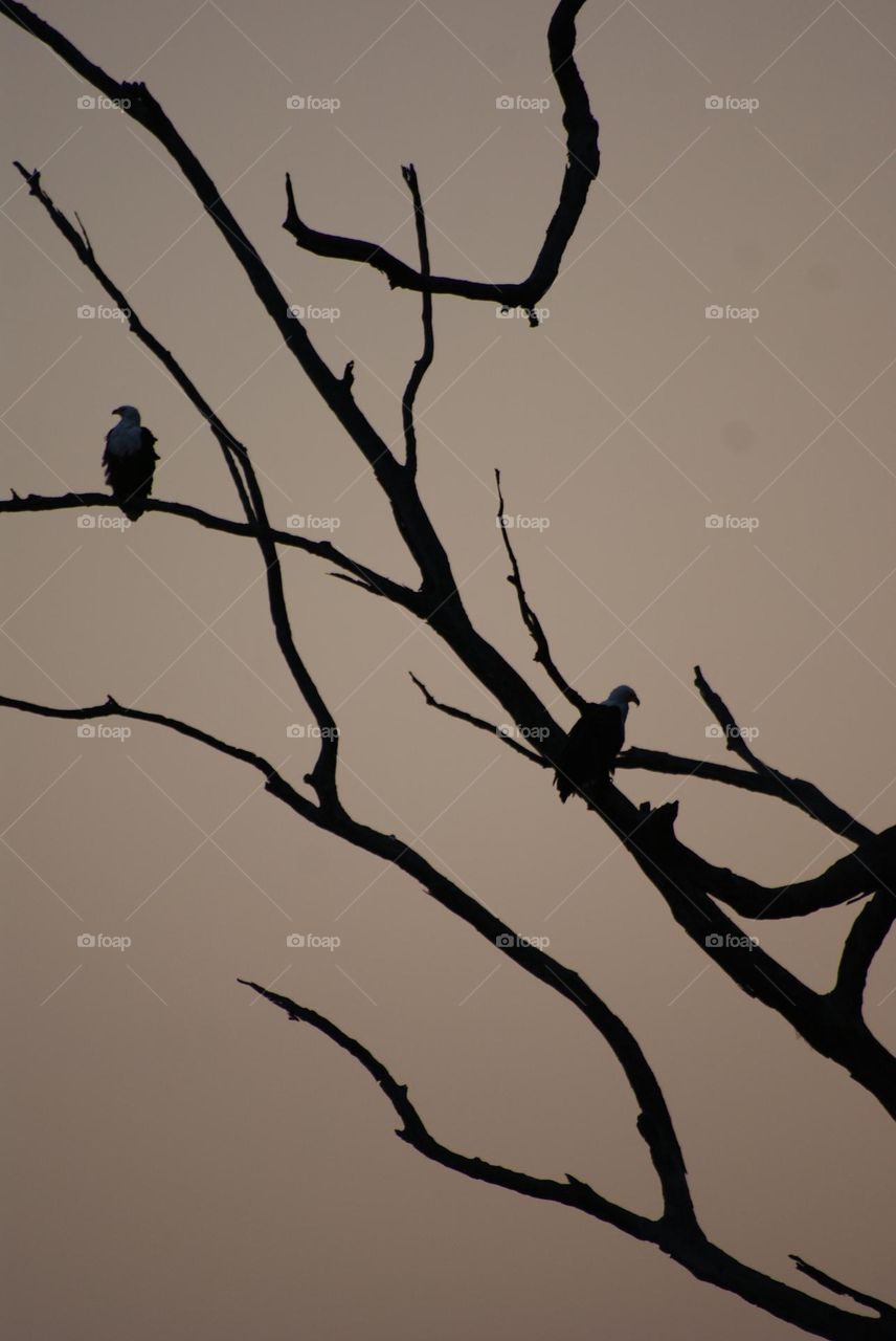 Two fishing eagles silhouetted at sunset 🌅