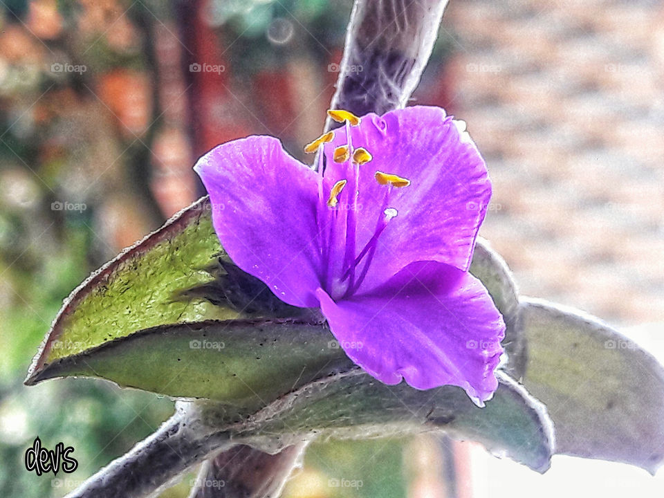 Flowers are restful to look at. They have neither emotions nor conflicts

 — Sigmund Freud