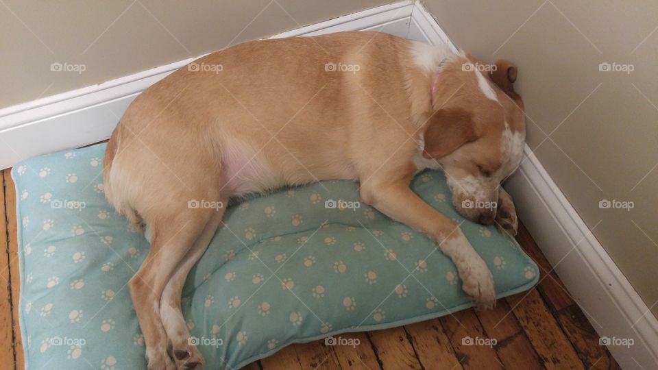 dog sleeping on her bed