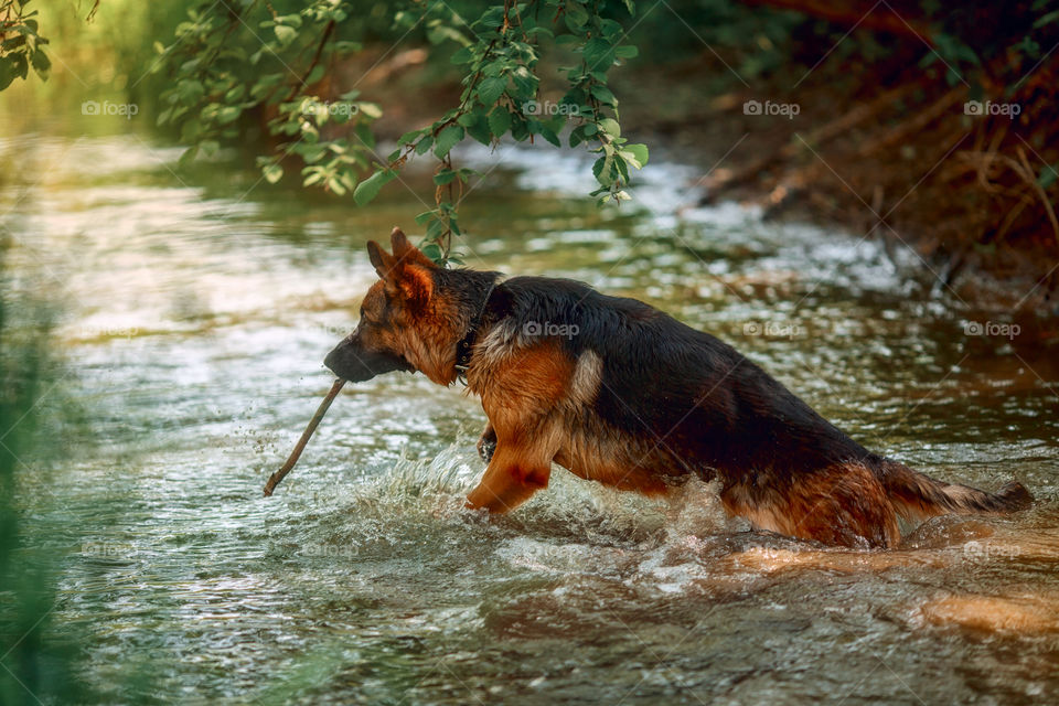 German shepherd dog swimming in a summer river