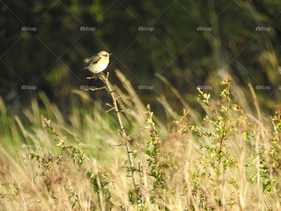 bird of freedom