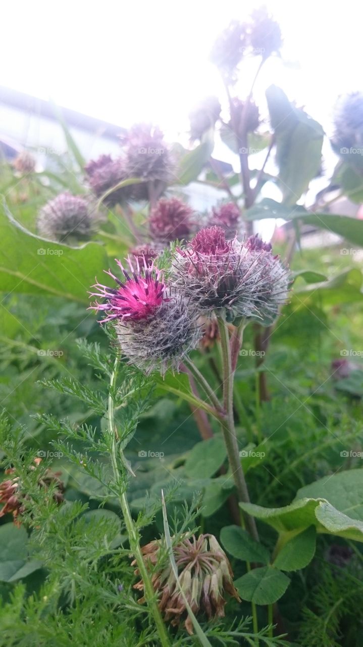 Spider web and the flower. Along the highway