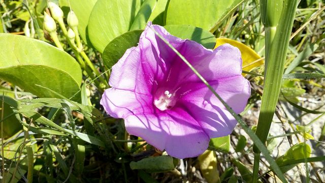 flor