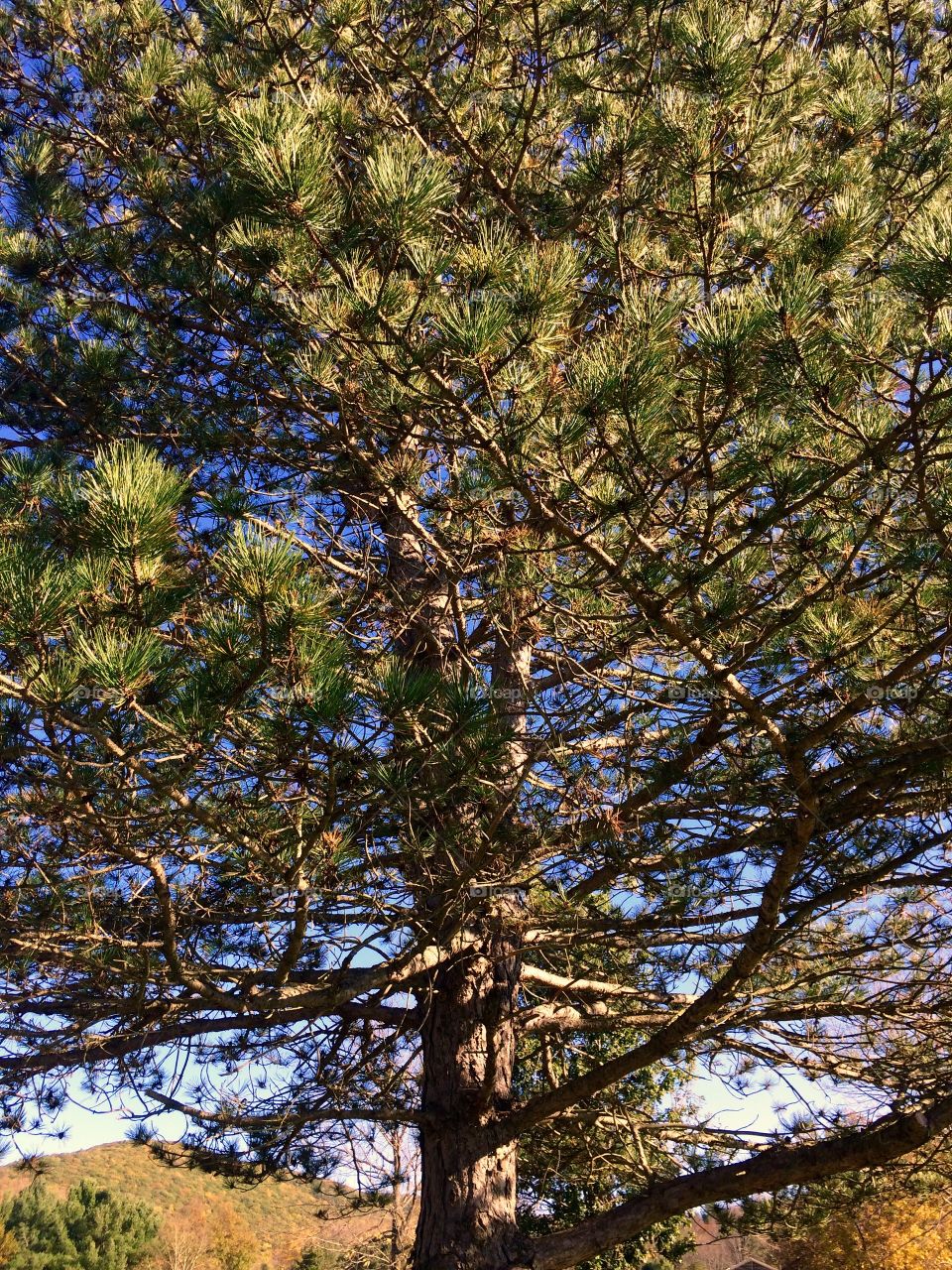 Autumn Pines 
